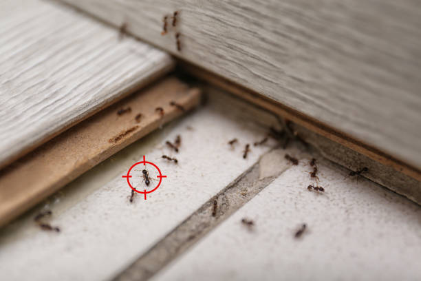 Flea Control Services in Stafford Springs, CT