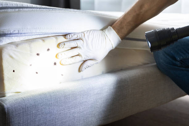 Best Insect Control  in Stafford Springs, CT