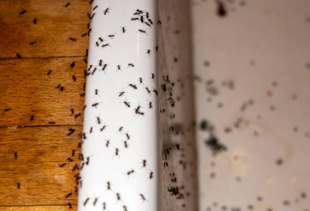 Best Bed Bug Extermination  in Stafford Springs, CT