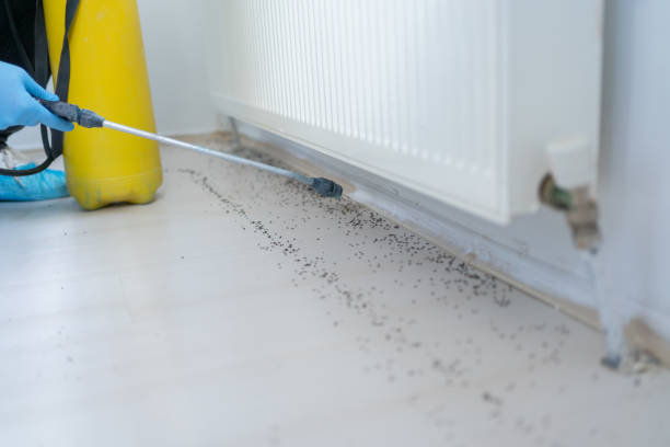 Best Flea Control Services  in Stafford Springs, CT